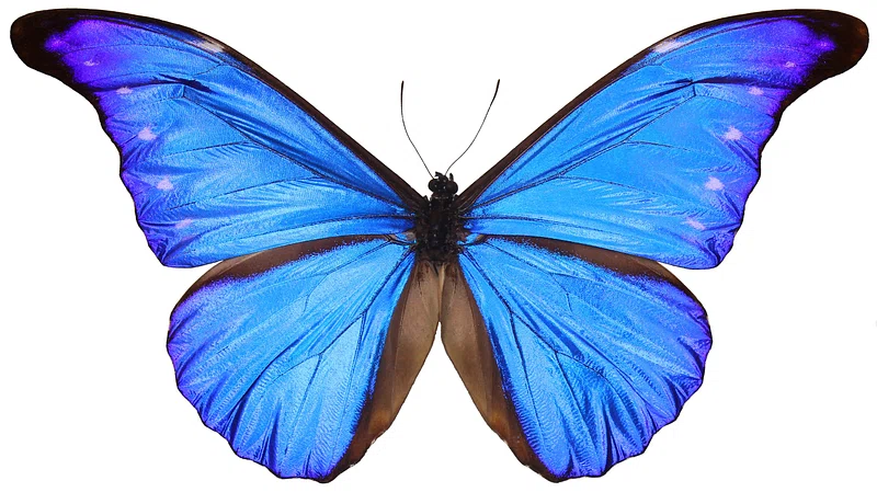 A Butterfly